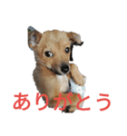 犬と猫 1（個別スタンプ：3）