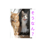 犬と猫 1（個別スタンプ：5）