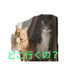 犬と猫 1（個別スタンプ：6）