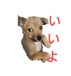 犬と猫 1（個別スタンプ：7）