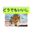 犬と猫 1（個別スタンプ：8）