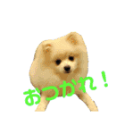 ゆりししまるくん（個別スタンプ：1）