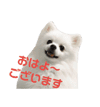 ゆりししまるくん（個別スタンプ：2）