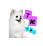 ゆりししまるくん（個別スタンプ：4）