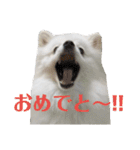ゆりししまるくん（個別スタンプ：6）