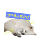 ゆりししまるくん（個別スタンプ：9）