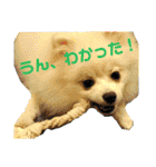 ゆりししまるくん（個別スタンプ：12）