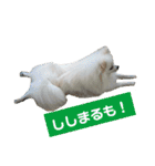 ゆりししまるくん（個別スタンプ：15）