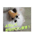 ゆりししまるくん（個別スタンプ：18）