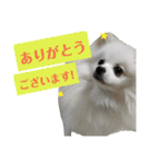 ゆりししまるくん（個別スタンプ：19）