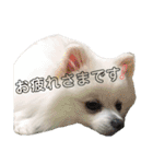 ゆりししまるくん（個別スタンプ：27）