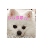 ゆりししまるくん（個別スタンプ：29）