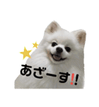 ゆりししまるくん（個別スタンプ：31）