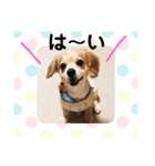 チワックスのレオン（個別スタンプ：15）