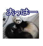 コロコロまるたん♪（個別スタンプ：1）