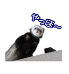 コロコロまるたん♪（個別スタンプ：2）