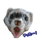 コロコロまるたん♪（個別スタンプ：3）