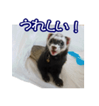 コロコロまるたん♪（個別スタンプ：4）