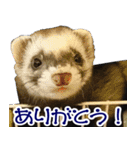 コロコロまるたん♪（個別スタンプ：5）