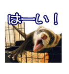 コロコロまるたん♪（個別スタンプ：7）