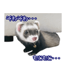 コロコロまるたん♪（個別スタンプ：10）