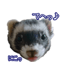 コロコロまるたん♪（個別スタンプ：11）