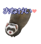 コロコロまるたん♪（個別スタンプ：12）