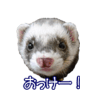 コロコロまるたん♪（個別スタンプ：14）