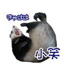 コロコロまるたん♪（個別スタンプ：17）