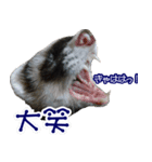 コロコロまるたん♪（個別スタンプ：18）