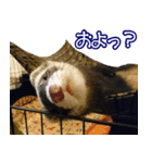 コロコロまるたん♪（個別スタンプ：20）
