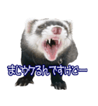 コロコロまるたん♪（個別スタンプ：21）