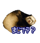 コロコロまるたん♪（個別スタンプ：22）