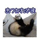 コロコロまるたん♪（個別スタンプ：24）