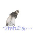 コロコロまるたん♪（個別スタンプ：25）