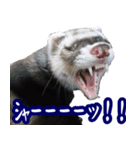 コロコロまるたん♪（個別スタンプ：27）