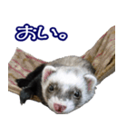 コロコロまるたん♪（個別スタンプ：29）