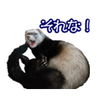 コロコロまるたん♪（個別スタンプ：31）