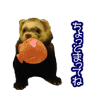 コロコロまるたん♪（個別スタンプ：35）