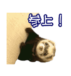 コロコロまるたん♪（個別スタンプ：38）