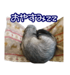 コロコロまるたん♪（個別スタンプ：40）