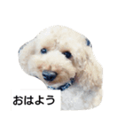 ペットの蓮くん①（個別スタンプ：1）