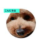 ペットの蓮くん①（個別スタンプ：2）