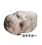 ペットの蓮くん①（個別スタンプ：4）
