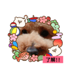 ペットの蓮くん①（個別スタンプ：6）