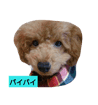 ペットの蓮くん①（個別スタンプ：7）