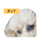 ペットの蓮くん①（個別スタンプ：8）