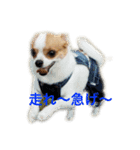 チワワのるい君（個別スタンプ：1）