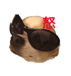 チワワのるい君（個別スタンプ：8）