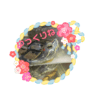 かめかめ お正月（個別スタンプ：8）